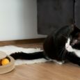 cat-tree-ct07 (2)