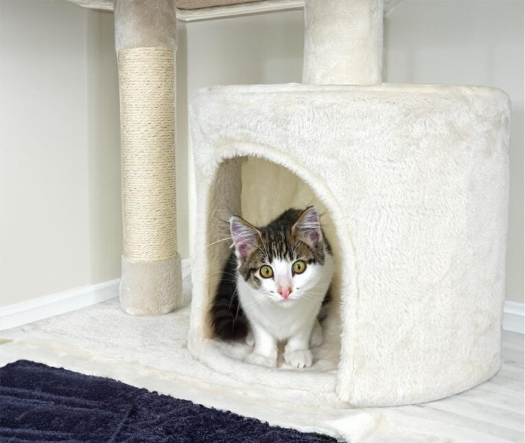 cat-tree-ct08 (1)