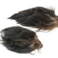 furry-boar-ears-2-pieces (1)