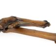 roe-deer-hooves-2-pieces (2)