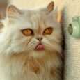 catnip-adhesive-licking-ball (2)