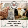 Ton_Eier_Galeriebilder_1200x1200px_2024_08