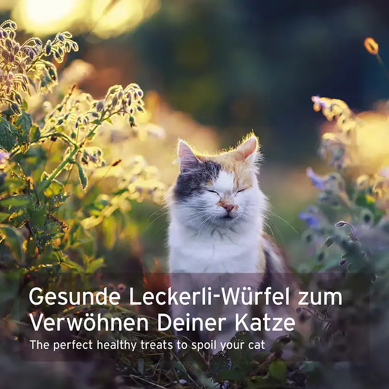Cat_soft_snacks_Ente_Galeriebilder_ND245