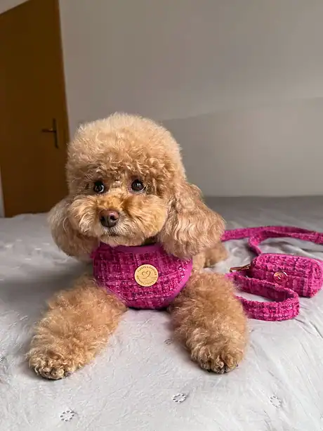 Floofs and Cookies Chloe Harness