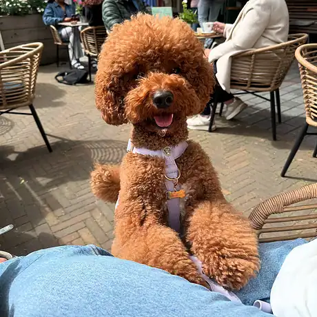 Floofs and Cookies Wavy Maggy Harness