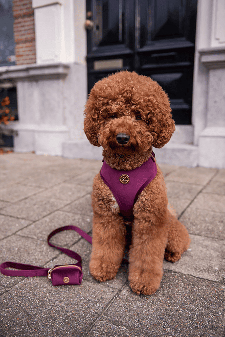 Floofs and Cookies Bibi Harness