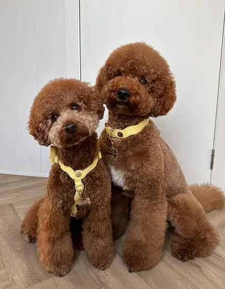 Floofs and Cookies Wavy Lilo Harness