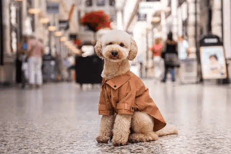 Floofs and Cookies Αδιάβροχο Μόκα