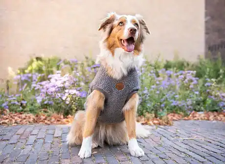 Floofs and Cookies Αρκουδάκι με περπάτημα σε σκούρο γκρι χρώμα